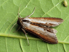 Cucullia asteris