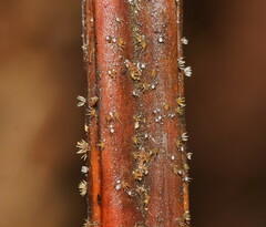 Hispidula dicksoniae