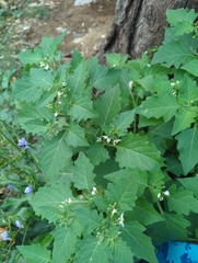 Solanum nigrum