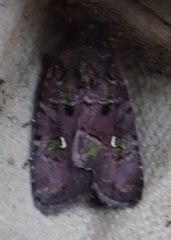 Lacinipolia renigera