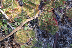Drosera zonaria