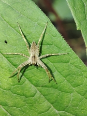 Pisaura