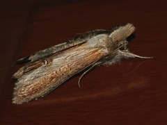 Cucullia asteris