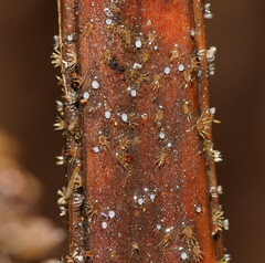 Hispidula dicksoniae