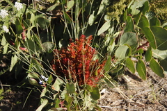Protea witches broom phytoplasma