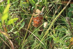 Lycaena tityrus