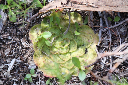Drosera zonaria