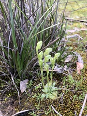 Pterostylis cycnocephala