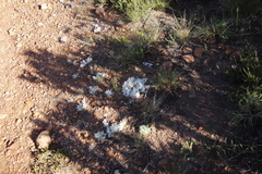 Vellereophyton