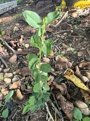 Euonymus fortunei