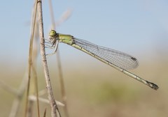 Ischnura pumilio