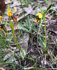 Diuris palustris