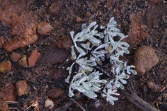 Vellereophyton