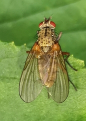 Coenosia tigrina