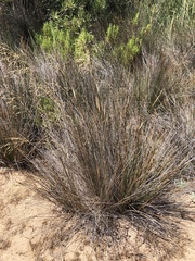 Juncus acutus