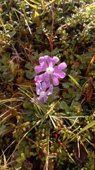 Primula minima