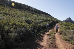 Protea lepidocarpodendron