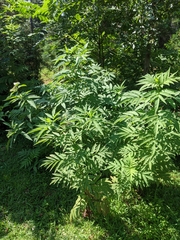Sambucus ebulus