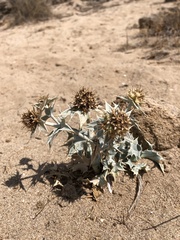 Eryngium maritimum