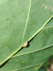 Neuroterus anthracinus