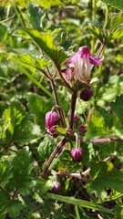 Clematis ranunculoides