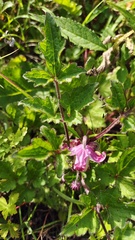 Clematis ranunculoides