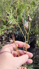Sonchus arvensis uliginosus