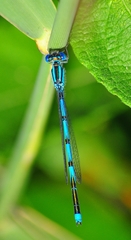 Erythromma lindenii