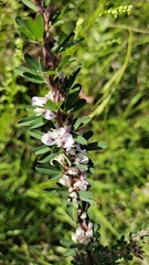 Lespedeza cuneata