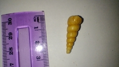 Turritellinella tricarinata