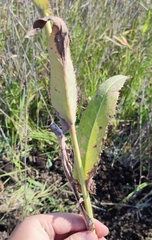 Sonchus arvensis uliginosus