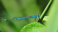 Erythromma lindenii