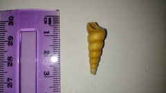 Turritellinella tricarinata