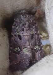 Lacinipolia renigera