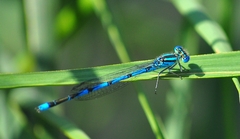 Erythromma lindenii