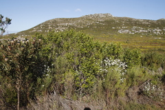 Searsia
