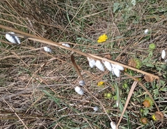 Brephulopsis cylindrica
