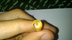 Turritellinella tricarinata