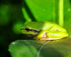 Hyla arborea