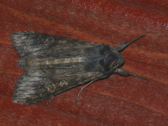 Cucullia lindei