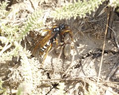 Cryptocheilus variabilis