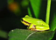 Hyla arborea