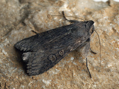 Cucullia lindei