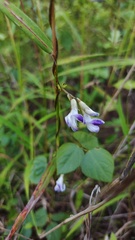 Amphicarpaea ferruginea