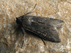 Cucullia lindei