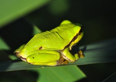 Hyla arborea