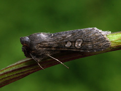 Cucullia lindei