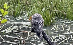 Podargus strigoides