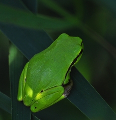 Hyla arborea