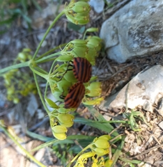 Graphosoma italicum